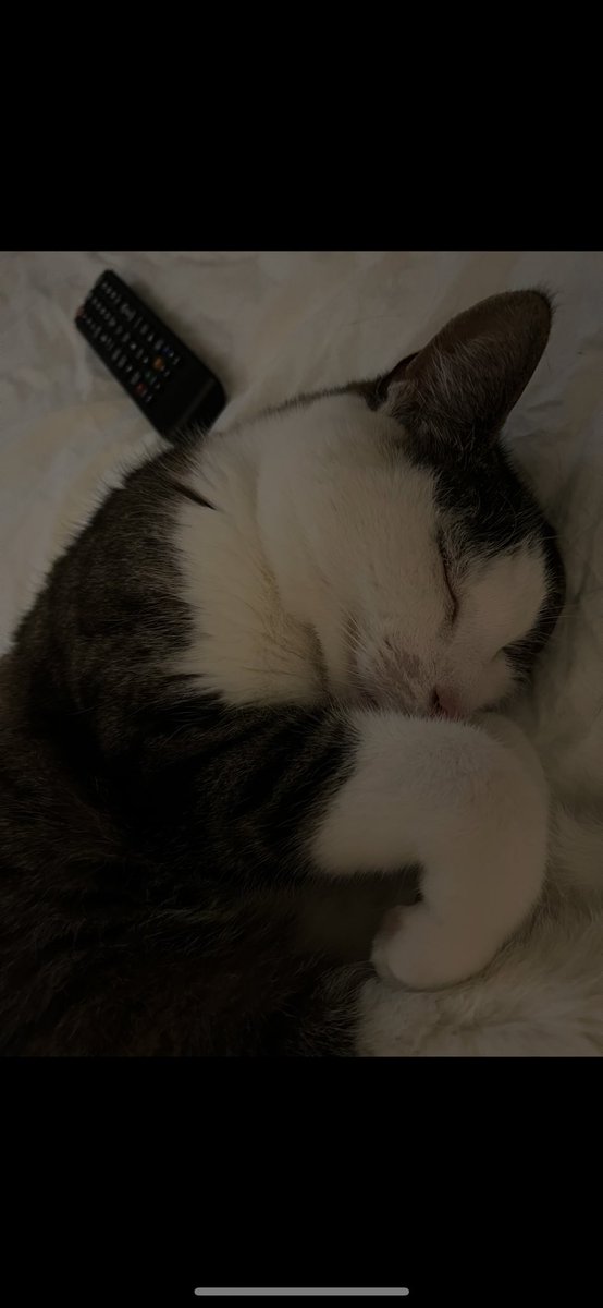 Joene8's tweet photo. Met veel verdriet en pijn in mijn hart heb ik gister (25-11-2024) rond 16:30 MAX moeten laten inslapen. Lieve MAX wat hou ik ontzettend veel van je!
Ik draag je altijd bij me in mijn hart en tot ziens mijn MAXIE ……ik hou van jou!!!
❤️❤️❤️❤️❤️❤️❤️❤️❤️❤️❤️❤️ https://t.co/Ngh1qHPlpt
