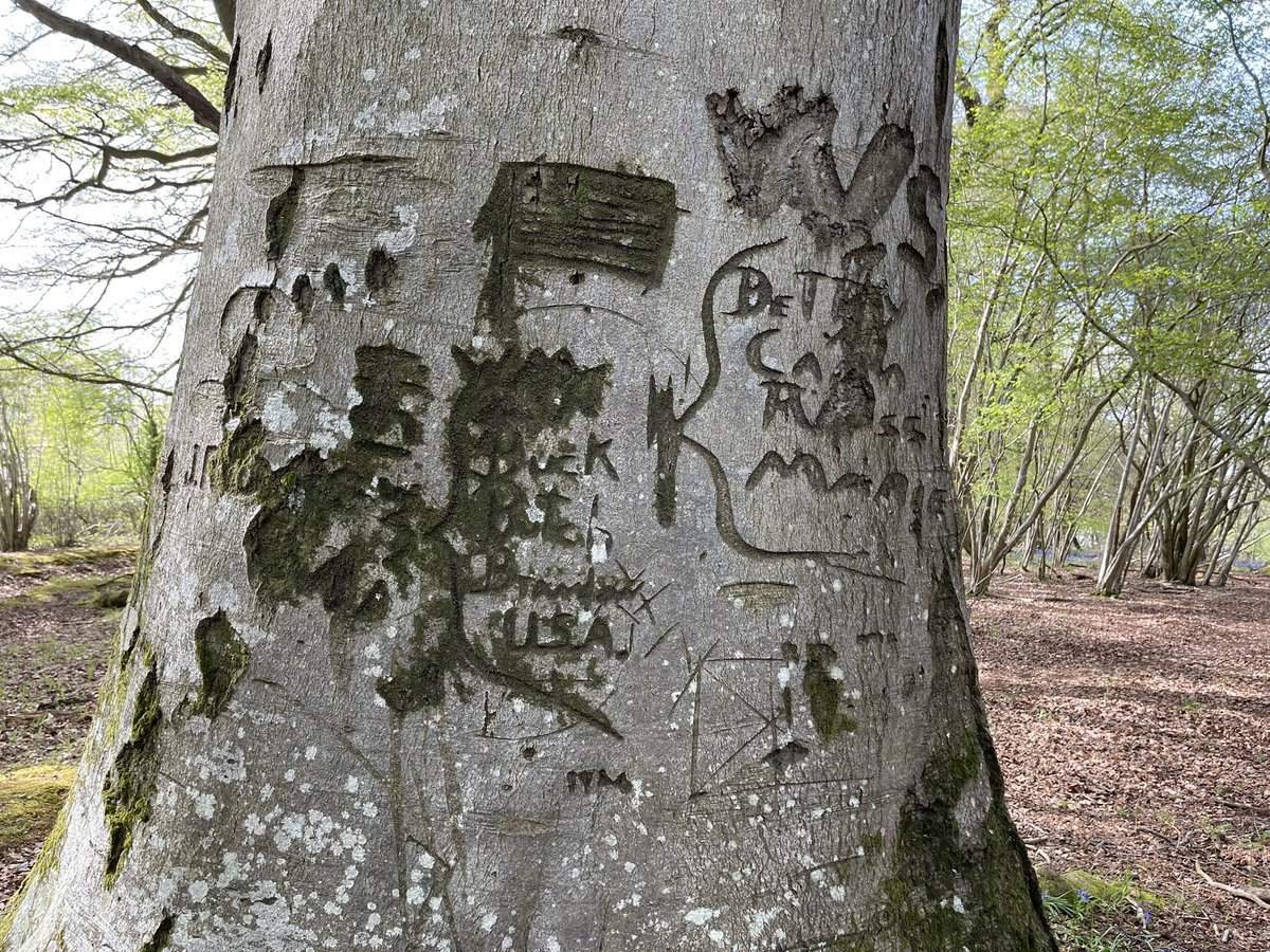 Request! 🚨 
What is your favourite forest/tree and heritage/archaeology fact or interest? 

From folk law to physical remains. It doesn’t have to be UK centric.