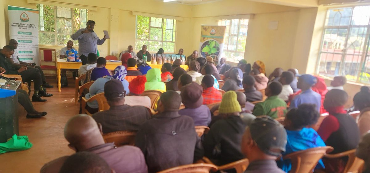 KephisKe's tweet image. High germination percentage,  free from pests and diseases and varietal purity. 

#Seedcertification
#publicbaraazas
#highyields
#farmers
#Wakulima