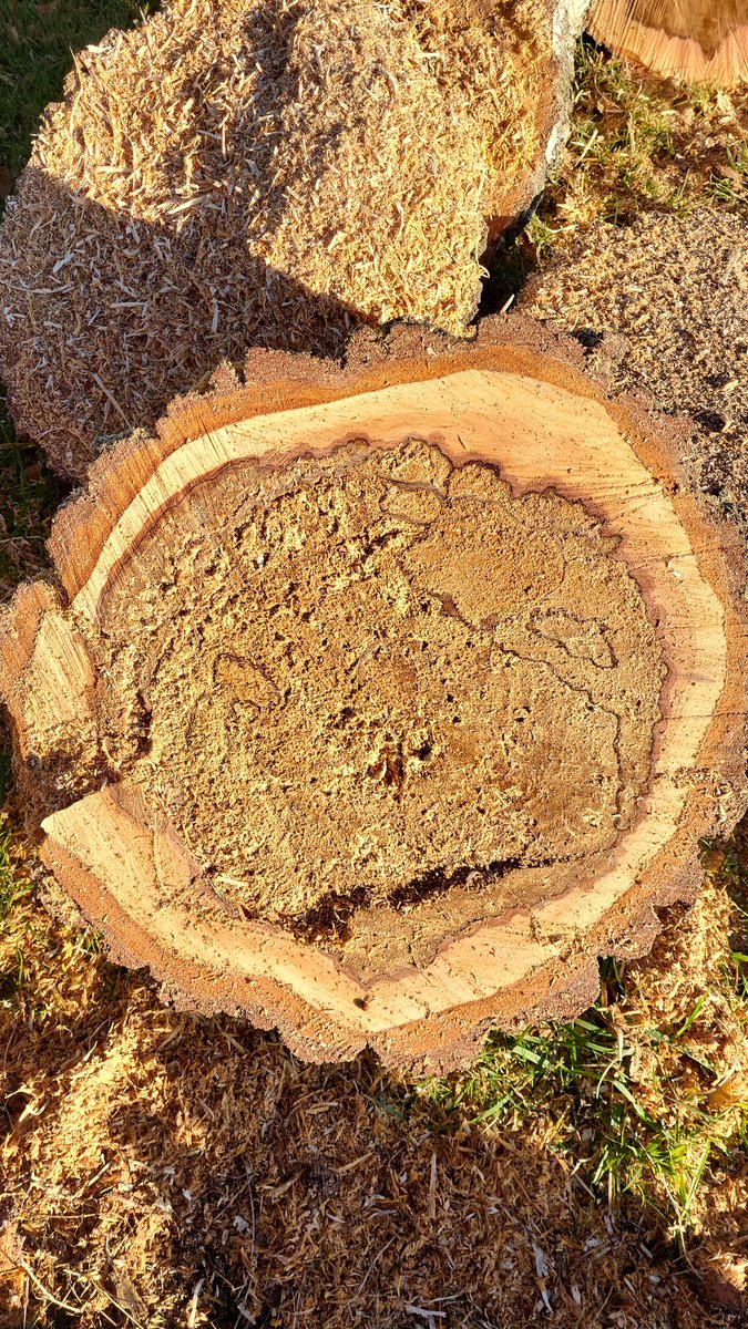 Ely City Greenkeeping Team tweet media