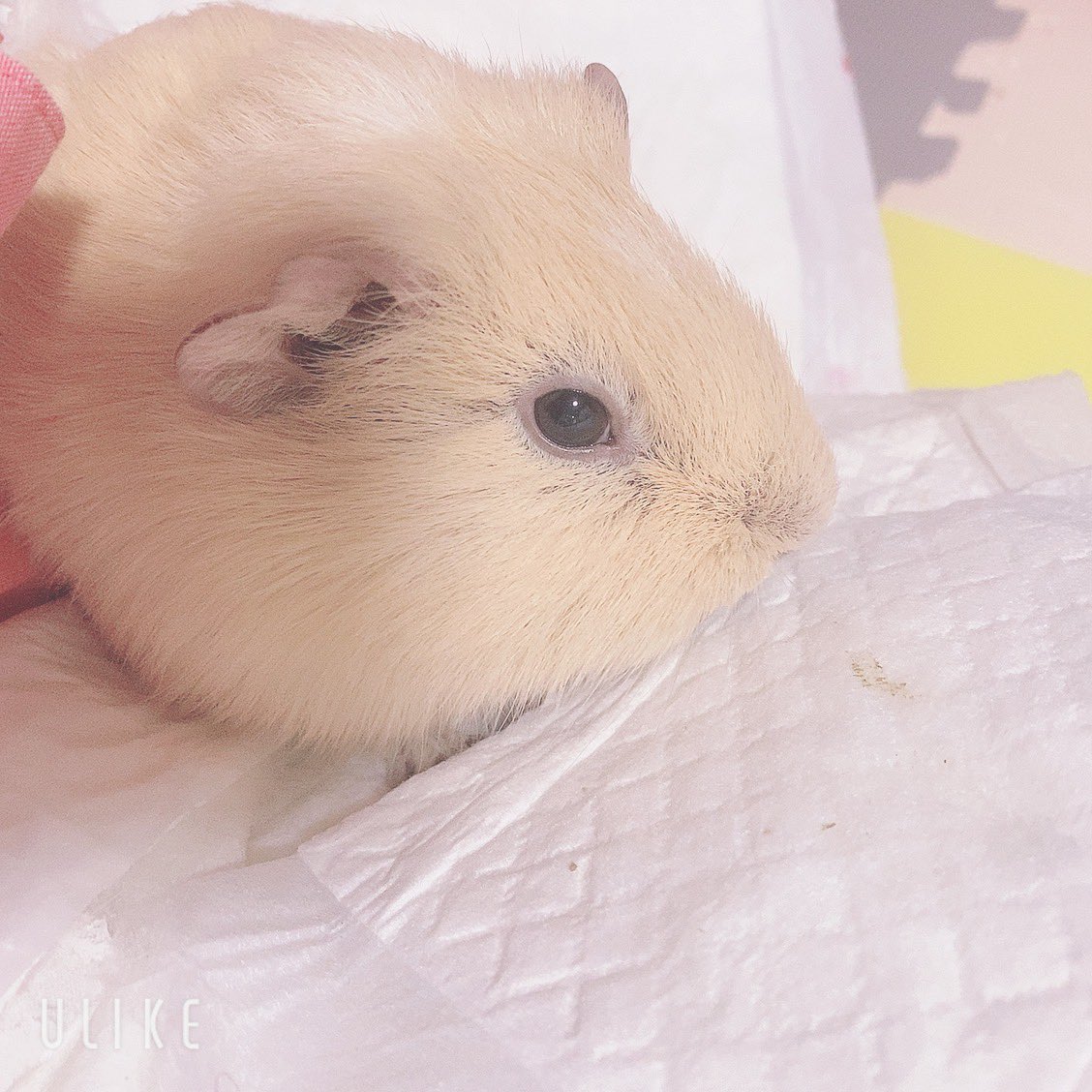 chi__ppi's tweet image. 自分でカリカリを食べれるようになってから
少しふっくらしてきました 💕

#モルモット #不正咬合