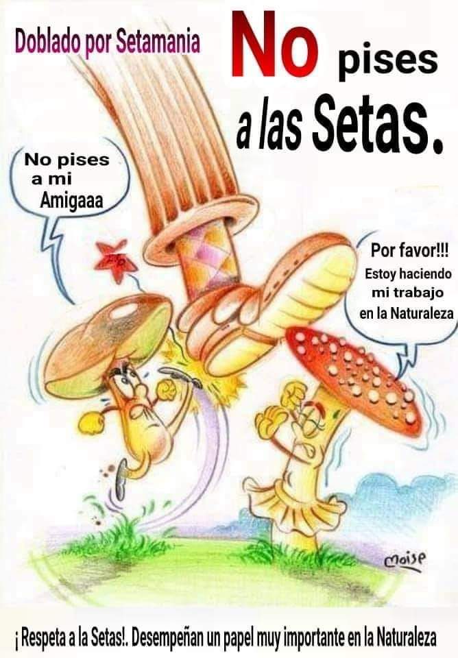 AquilaNatura's tweet photo. 📣 ¡Respeta las setas! 

Todas, desempeñan un papel muy importante en la Naturaleza.

#setasyhongos https://t.co/1SWDzfEoZW