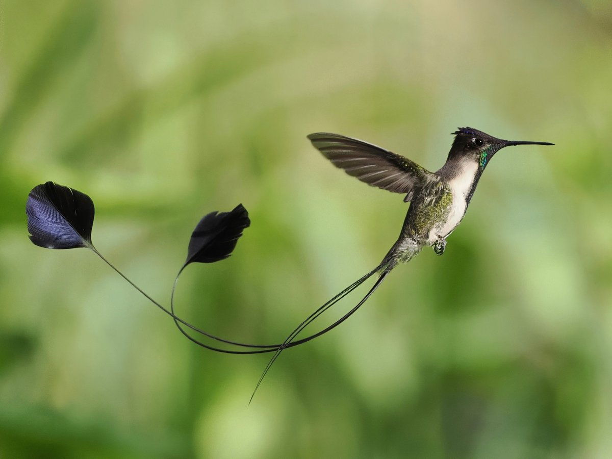 After only managing to get brief views earlier in the trip, we decided to try again for the incredible Marvelous Spatuletail. We were not disappointed. One of the worlds best Hummingbirds