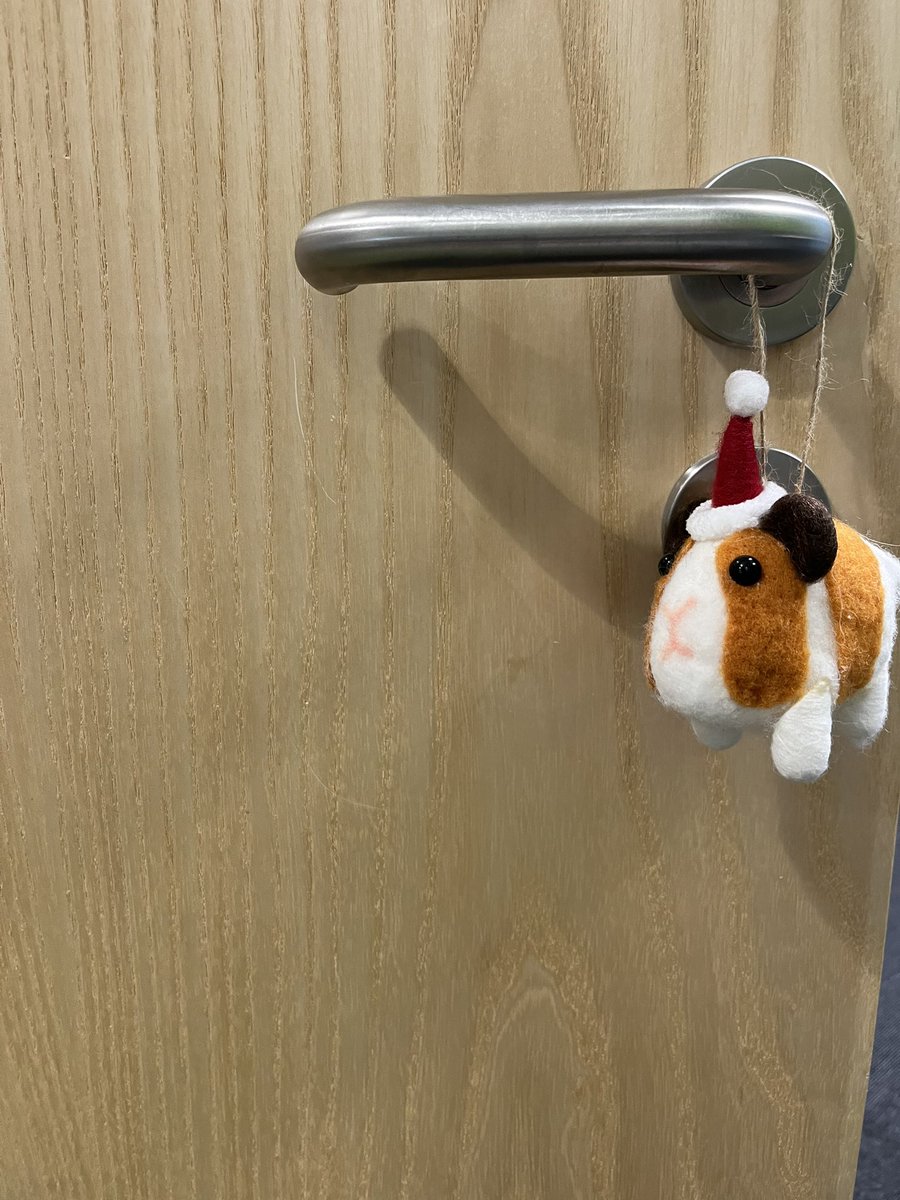 sarahwiggins02's tweet photo. ‘Tis the season for festive guinea pigs 🎄 https://t.co/jnhKRTxzBD