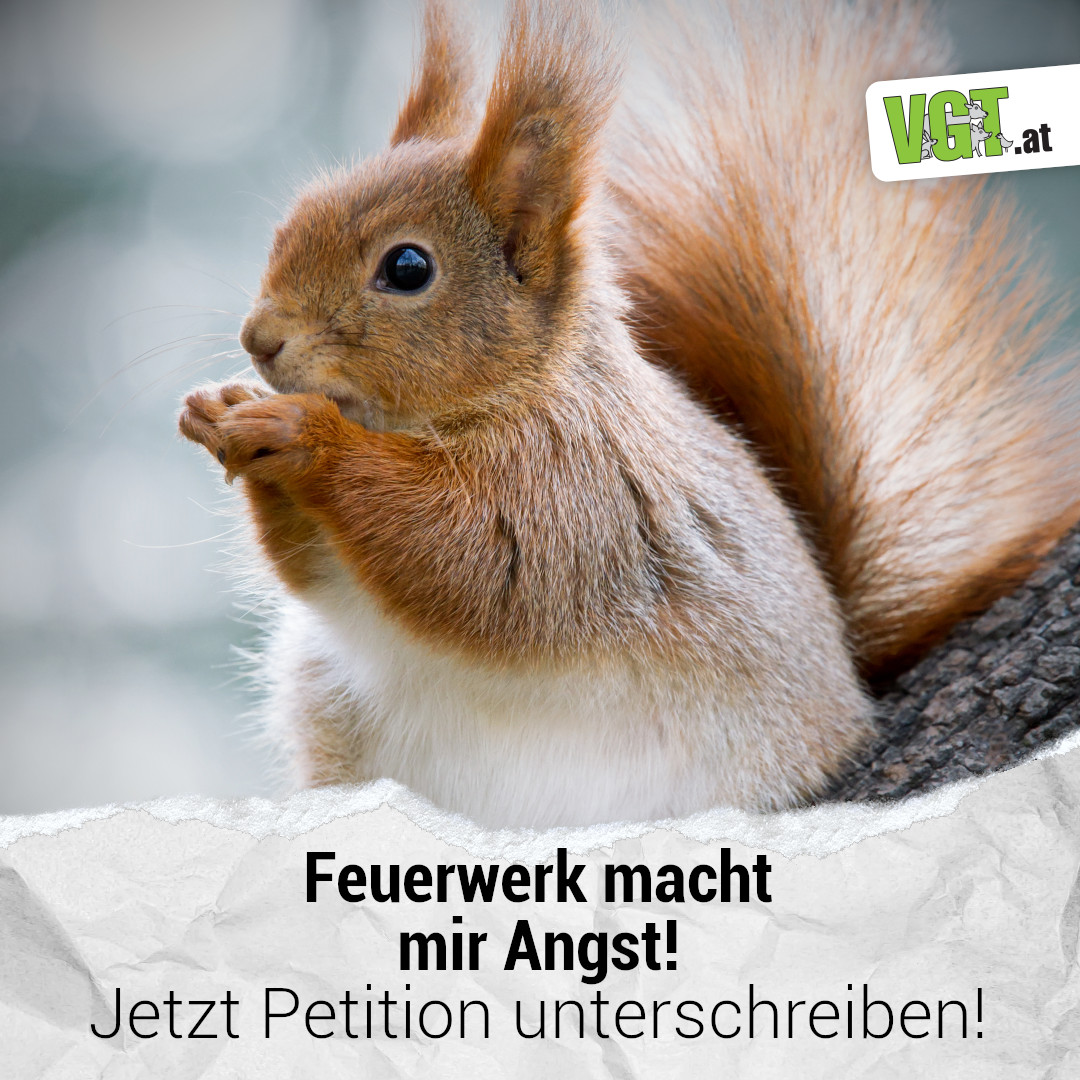 vgt.at/feuerwerk FEUERWERK ! PANIK UND TOD BEI WILDTIEREN! Die Silvesterknallerei dringt bis in die letzten Winkel der Wälder und Naturräume Österreichs vor. Rücksicht auf die Lebensräume von freilebenden Wildtieren gibt es dabei zumeist nicht. Insbesondere die extrem