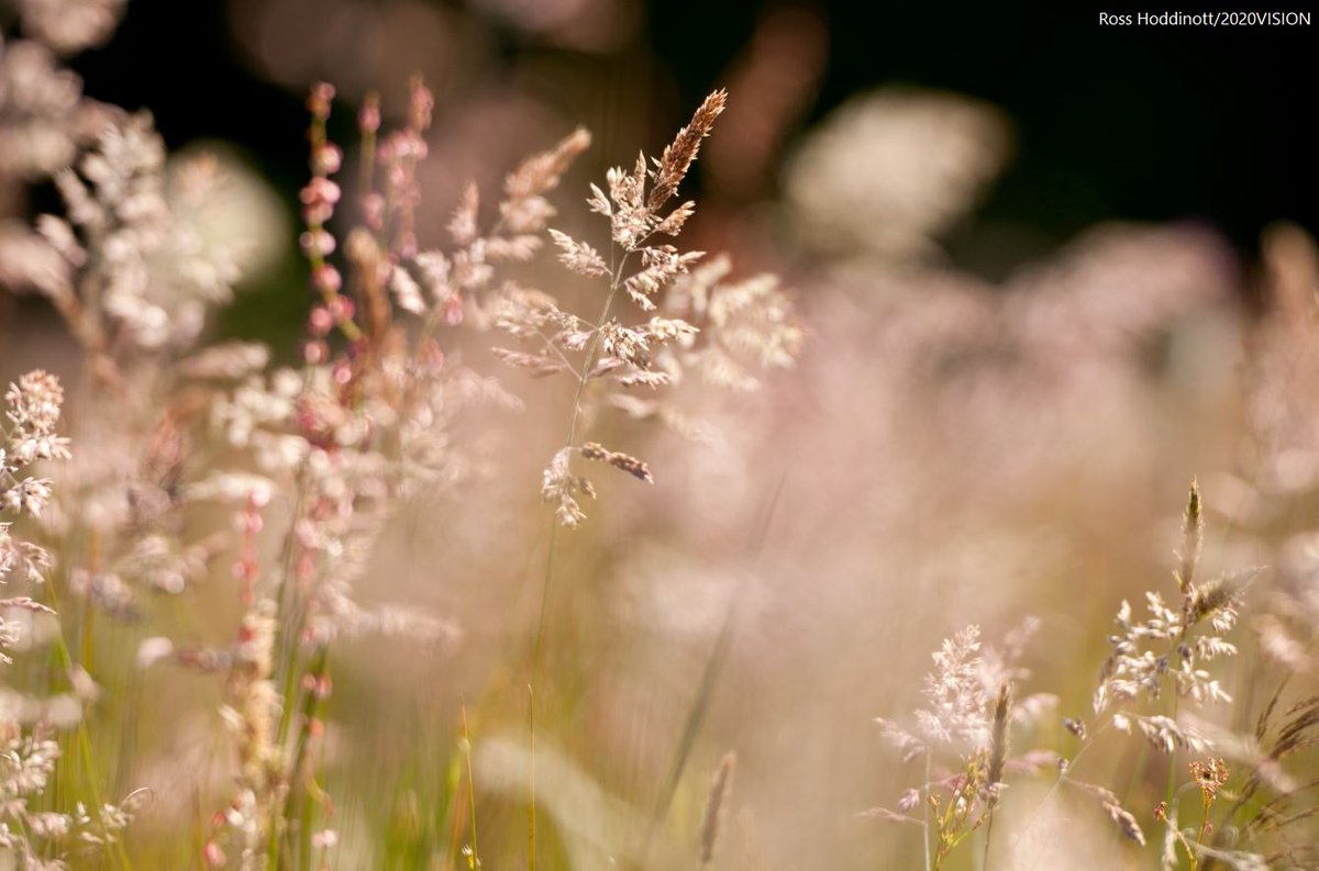Farmers hold the key to tackling climate change and biodiversity loss. But without adequate funding or ambitious policies, progress will stall. 🌍🌱

See why going forward the Sustainable Farming Scheme needs to support nature: wtwales.org/blog/wildlife-…