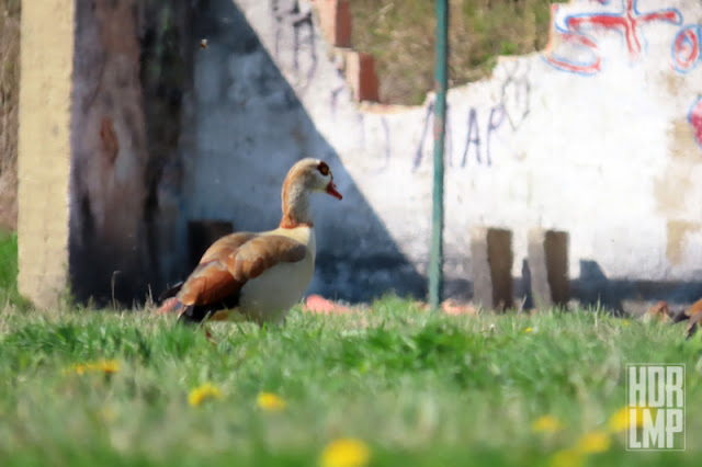 Weltweiter Sachsenpokalrekordsieger tweet media