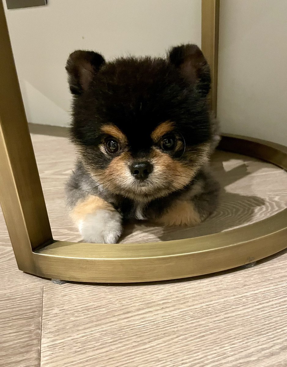 bobaoppa's tweet image. Listen. If you don't send me to $1b mcap, I'll deep-fry a squirrel live on stream.