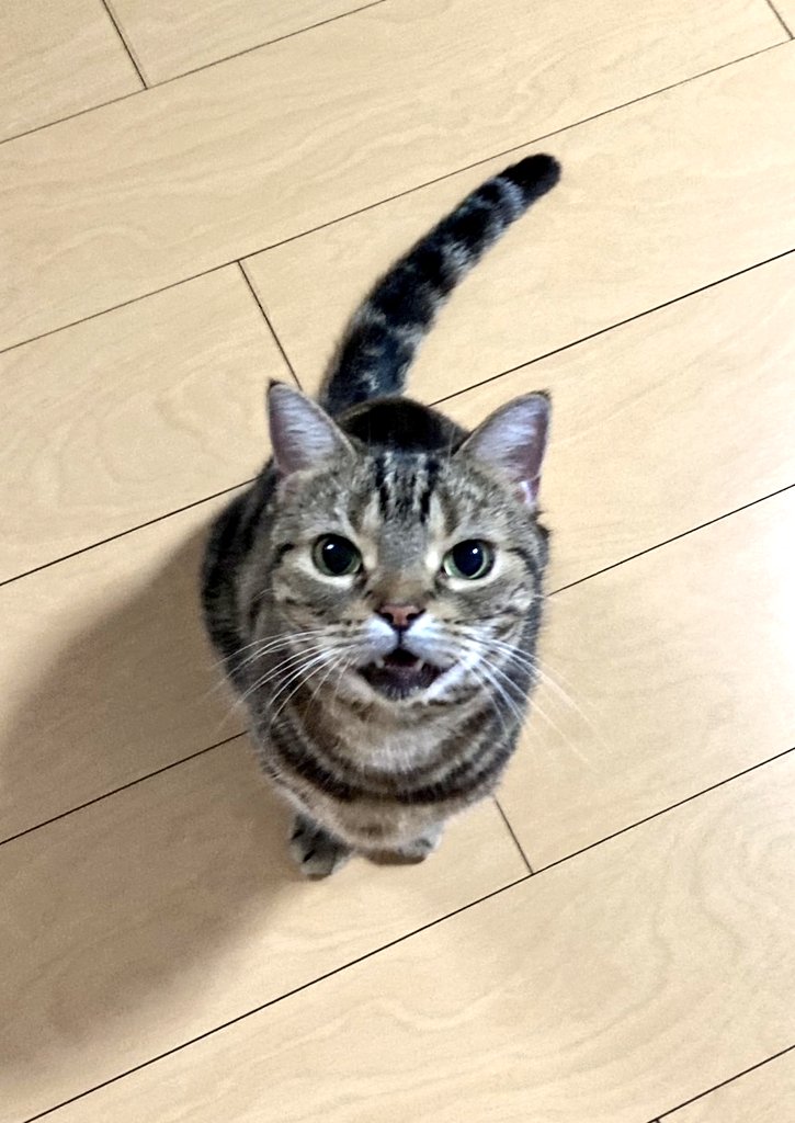 今日で９歳になりました(^-^)！！
Happy birthday to 力丸😺😁