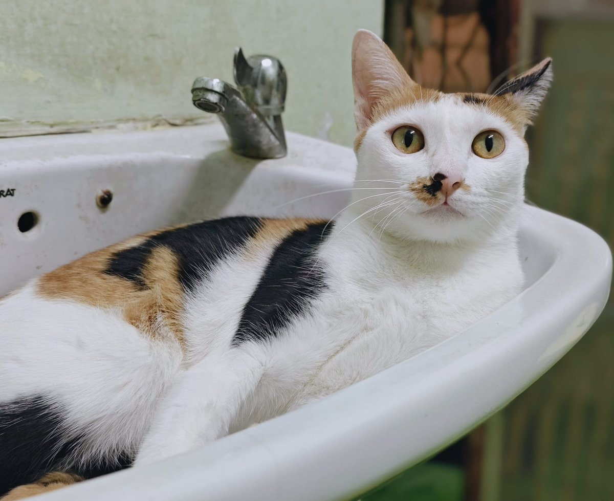 TranslatedCats's tweet photo. Neat like a folded cloth. Lady. Beautiful Thai lady. Everything is me. https://t.co/dbfkbqwobq