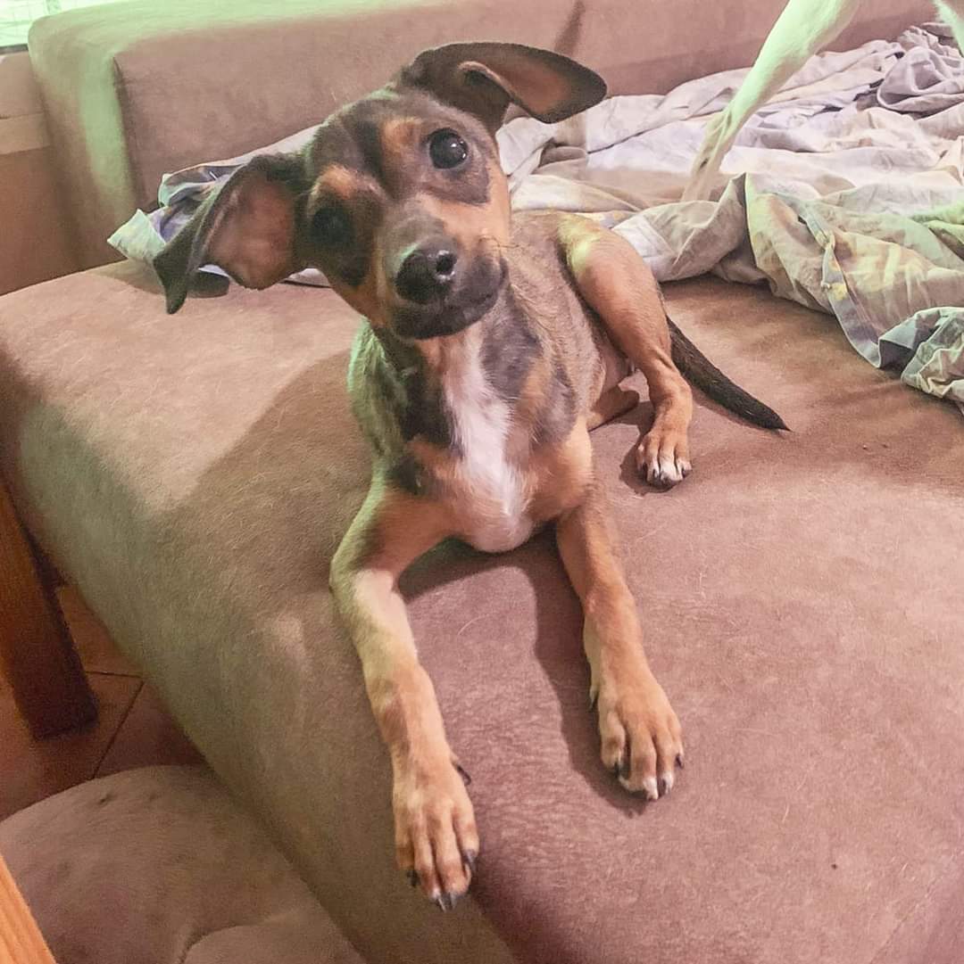 DIFUNDO
Encarni cachorrita de 5 meses, la rescataron abandonada y apaleada 😡
Se ha estado recuperando en el refugio y ahora que ya está bien se pone en adopción responsable.

Los interesados que llamen a  
Pili asasf 615253957 
Carmen 666022005 
BARCELONA Y ALREDEDORES