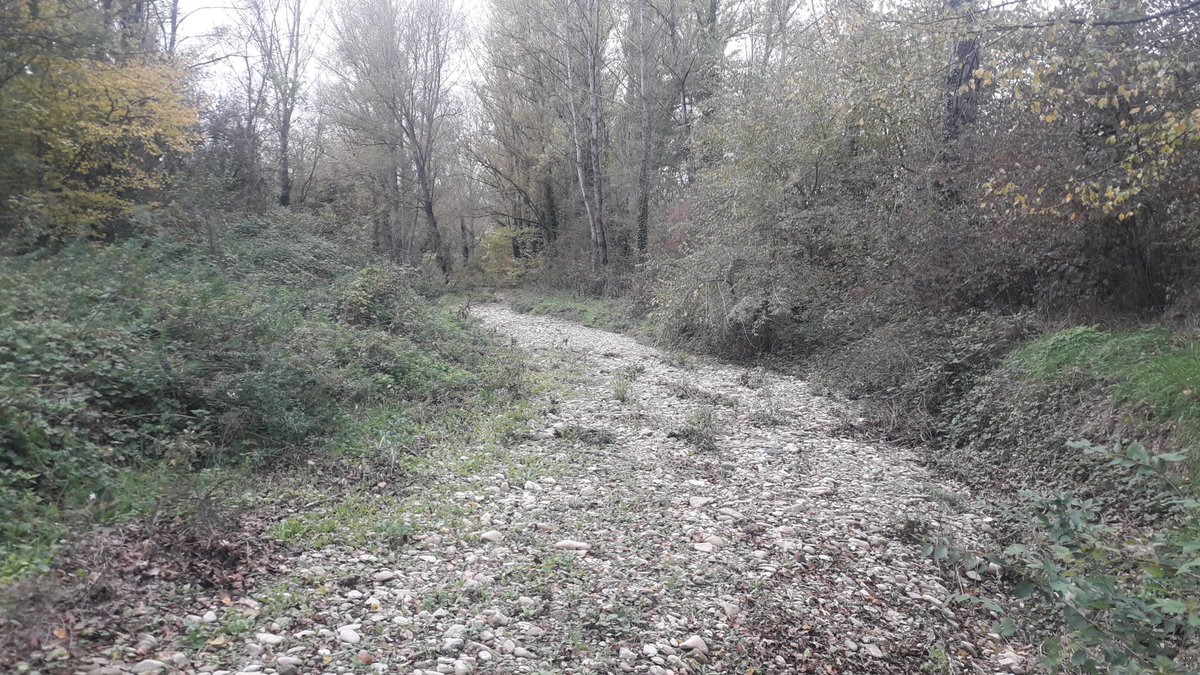 🛑Com s'explica que en una tardor plujosa com aquesta la riera de Ridaura segueixi seca dins del Parc Natural de la Zona Volcànica de la Garrotxa?  Poc més vall d'on vaig fer 📷 hi ha el pou del macroescorxador #OlotMeats que fa baixar el freàtic per sota la cota de la llera !