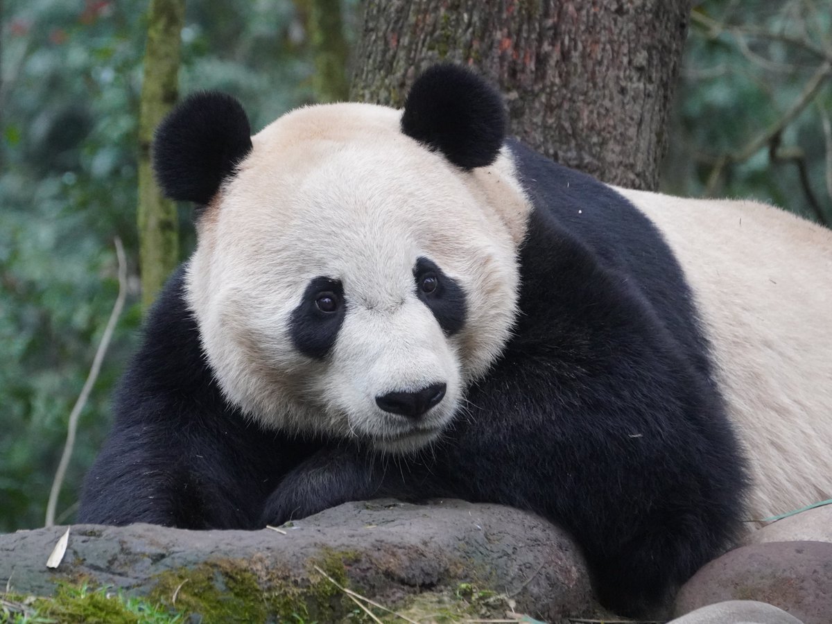 My Panda Tours tweet media