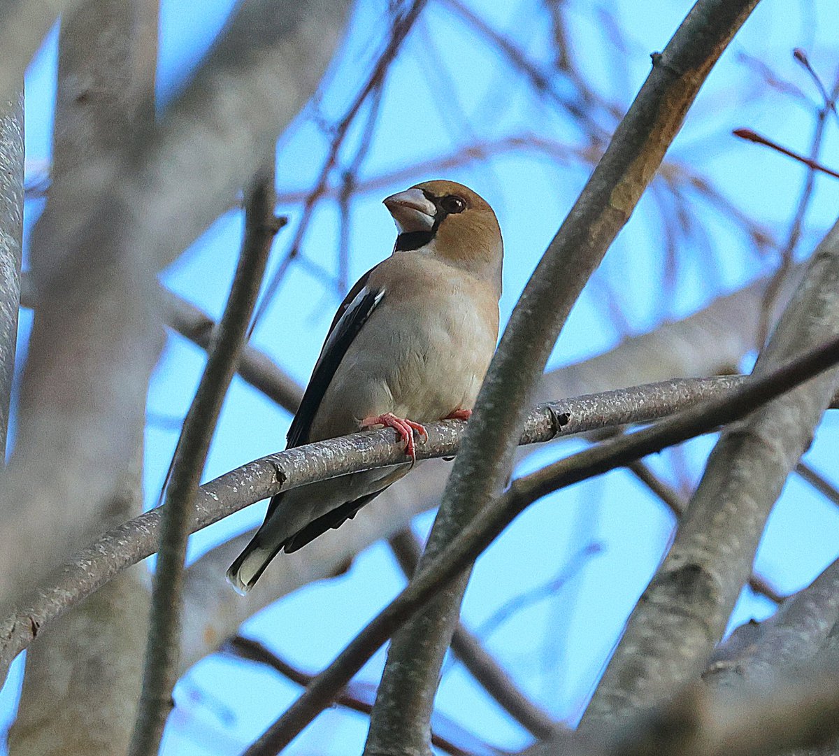 Seemingly just one Hawfinch around the Bramfield churchyard yesterday.
Hopefully more to join soon.
