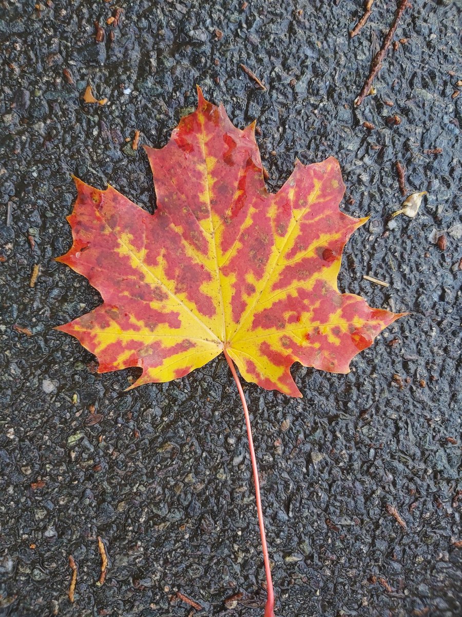 Midgetgems26's tweet photo. #Leafage https://t.co/BPSp6a5nrN