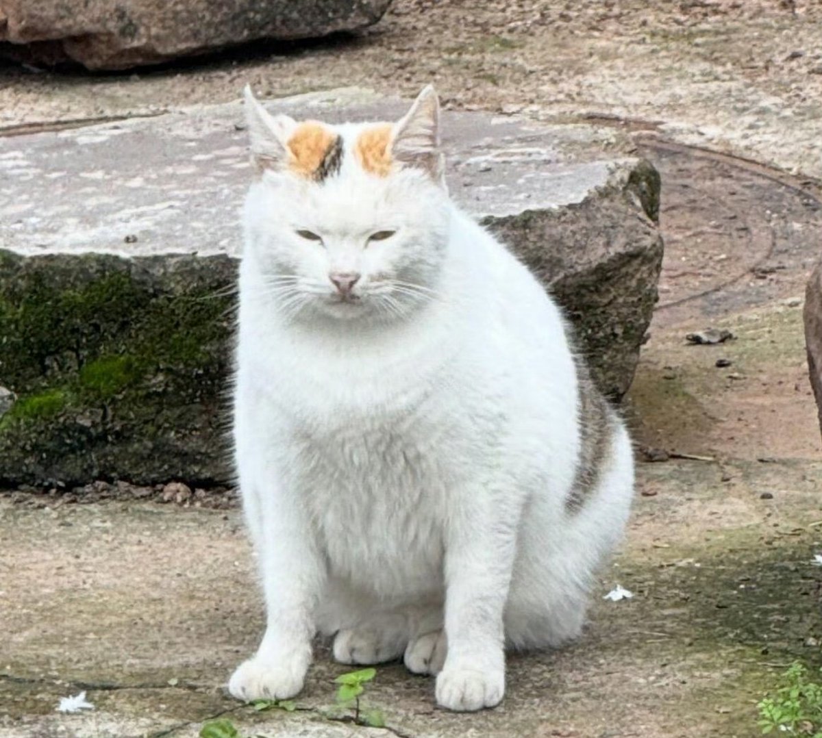 냥센이 이런 느낌인걸까🤣