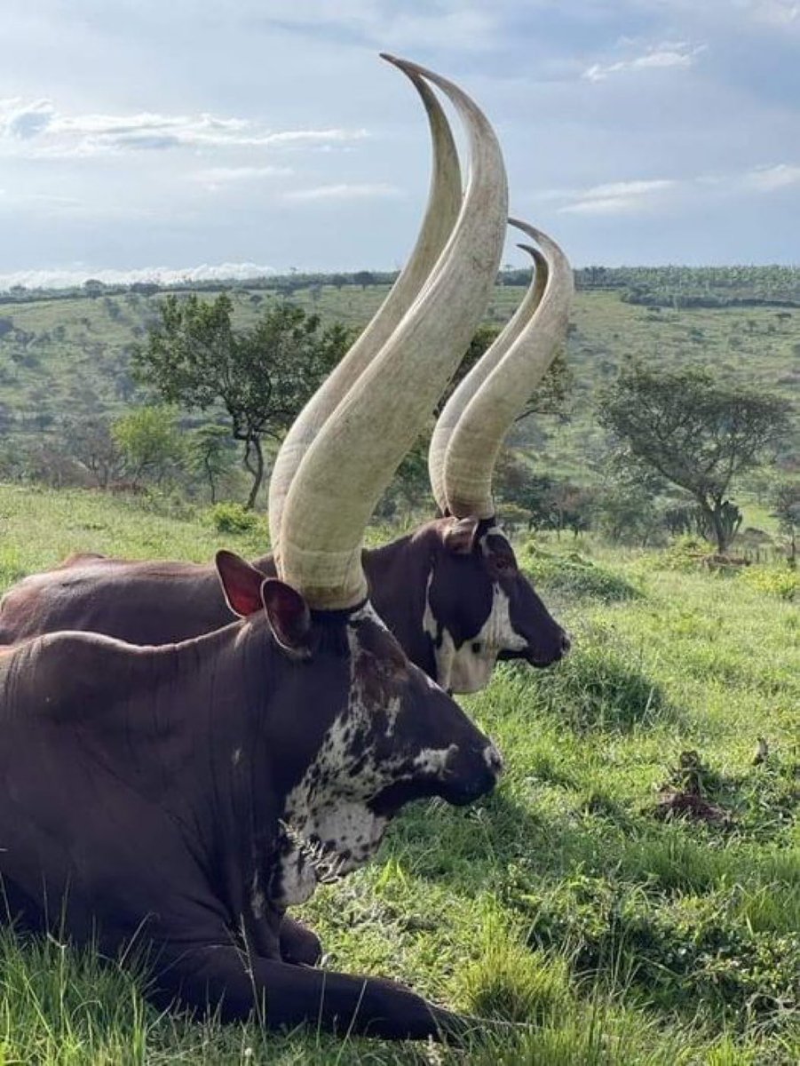 sciencegirl's tweet image. Horns of the Watusi cattle,