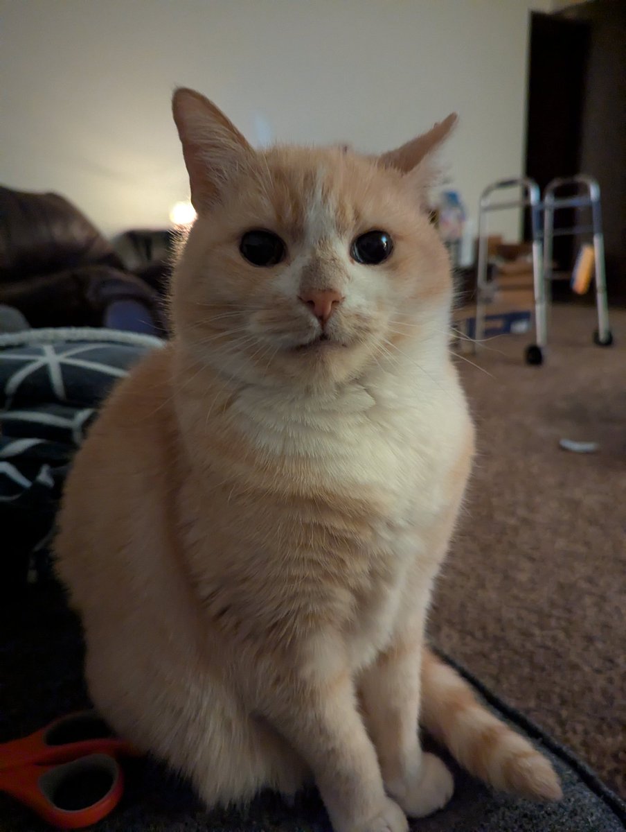 Hi Crybaby. No mommie is not well but you are doing great about keeping watch over me.  Still waiting for a permanent room . Send lots of kitty &amp; doggie pics please #ThanksCancer #cats