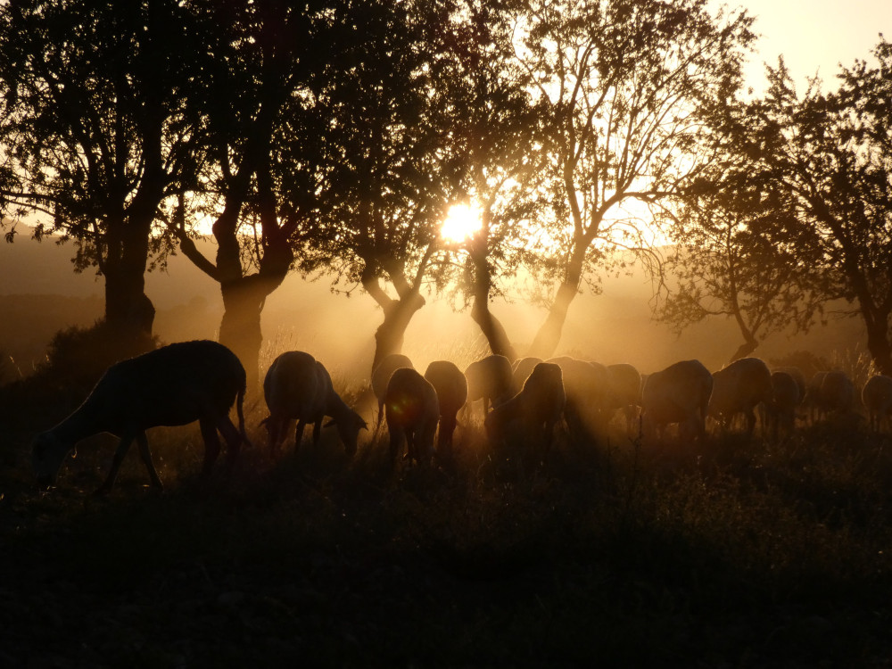 📸 Foto finalista del VIII concurso de #AgriculturaEcológica de la Región de #Murcia #FotogénicosporNaturaleza

Dale "Me gusta" ❤ si quieres que gane los 500 € y comparte esta imagen para que más personas la voten.

👉 Votaciones hasta el 3 de diciembre a las 12h.

¡Síguenos!