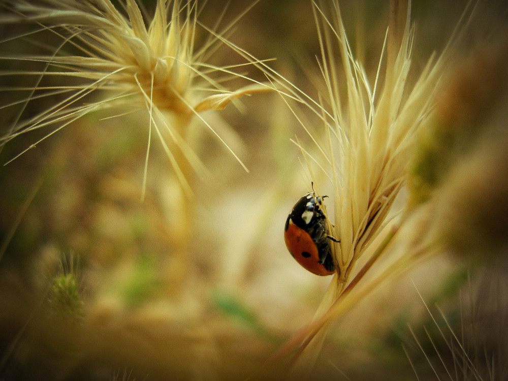 caermurcia's tweet photo. 📸 Foto finalista del VIII concurso de #AgriculturaEcológica de la Región de #Murcia #FotogénicosporNaturaleza

Dale "Me gusta" ❤ si quieres que gane los 500 € y comparte esta imagen para que más personas la voten.

👉 Votaciones hasta el 3 de diciembre a las 12h.

¡Síguenos! https://t.co/Ed11WFHWyu