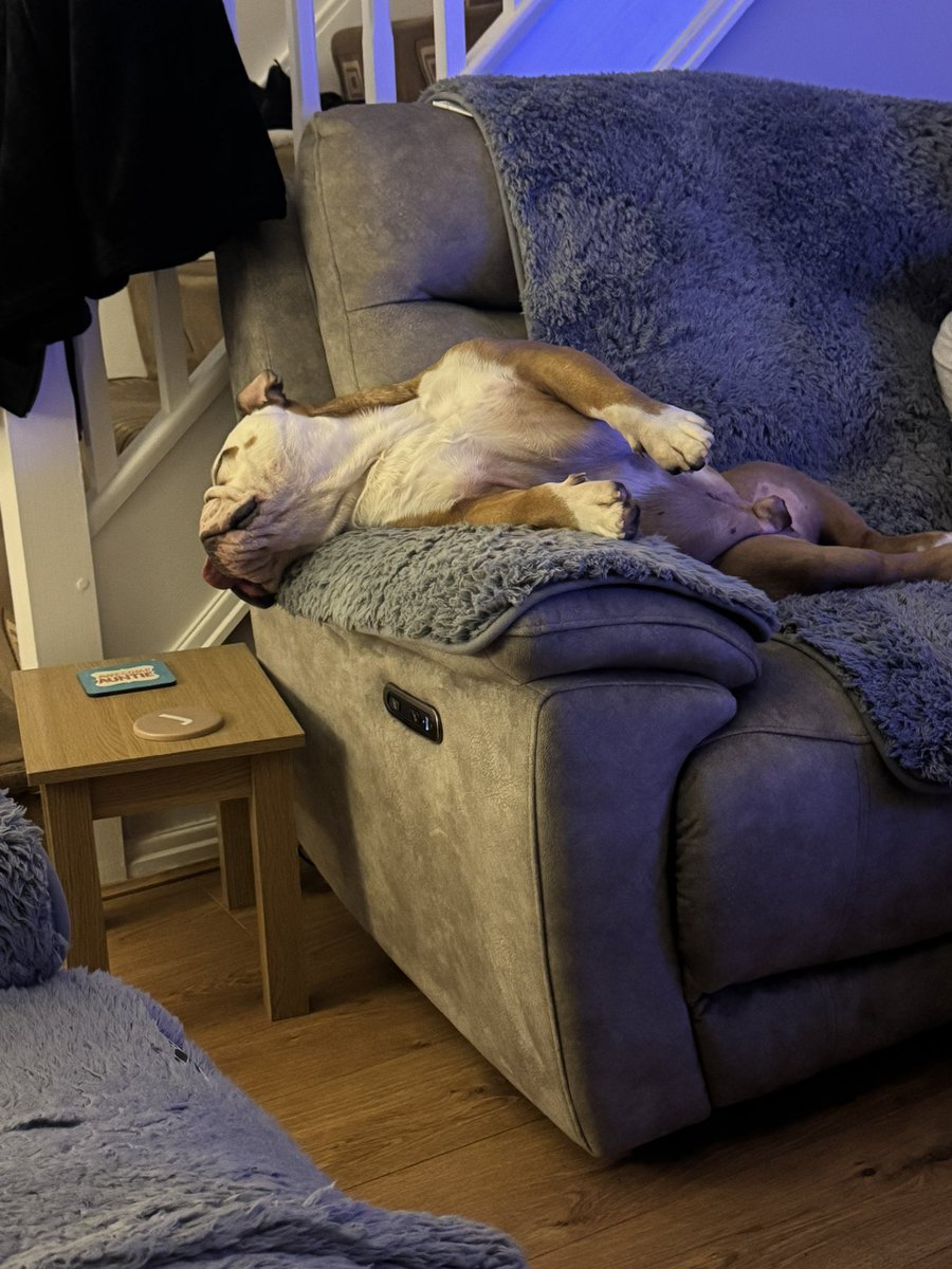 Milo just having a quick 💤.