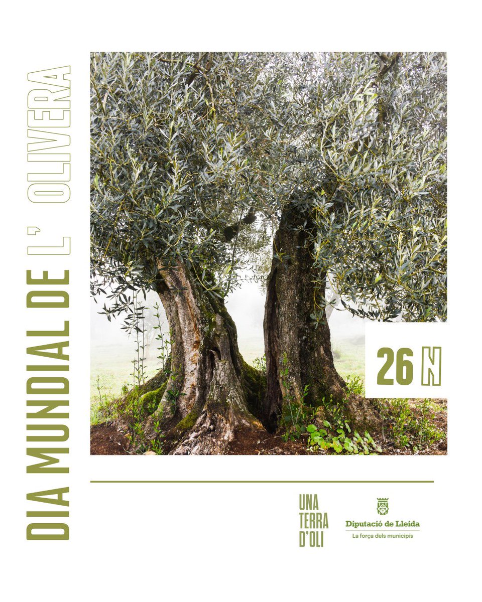 🌿 26N - Dia Mundial de l’Olivera 🌿

Un símbol de la nostra identitat i l'origen del millor aliment del món. Des de la Diputació de Lleida treballem per preservar aquest patrimoni, essencial per al paisatge, la cultura i l’economia local. 🌱

#laforçadelsmunicipis #UnaTerradOli