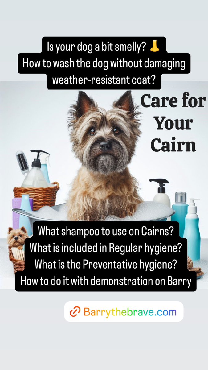 barry_thebrave's tweet image. Live Hygiene Class with Barry The Brave will be tomorrow, 18:00 GMT

Does your dog smell? We will help you to remove the smell without damaging the coat

How to clip nails? How to clean teeth?

All breed are welcome - see photos 

#doghygiene #live #liveclass