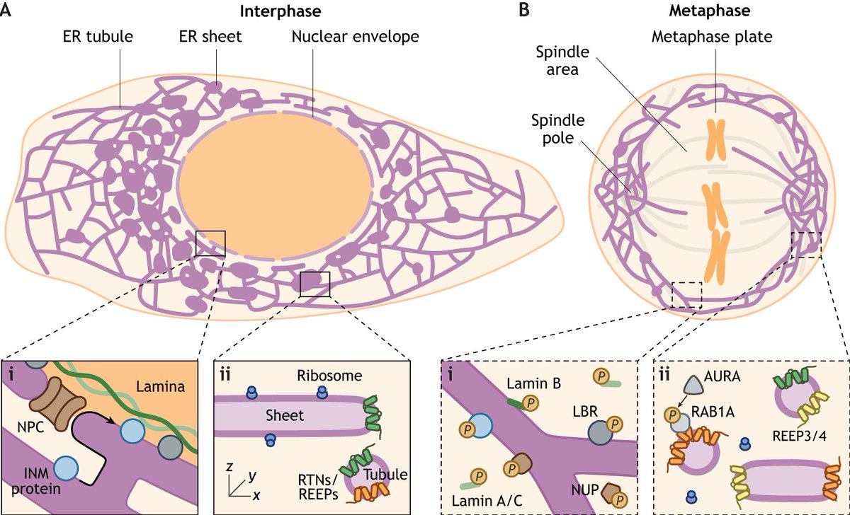 In their Review, <a href="/SuzanKors/">Suzan Kors</a> and Anne-Lore Schlaitz <a href="/UniHeidelberg/">Uni Heidelberg</a> highlight the dynamic remodelling of the ER for mitosis and discuss how these changes support cell division.
journals.biologists.com/jcs/article/13…