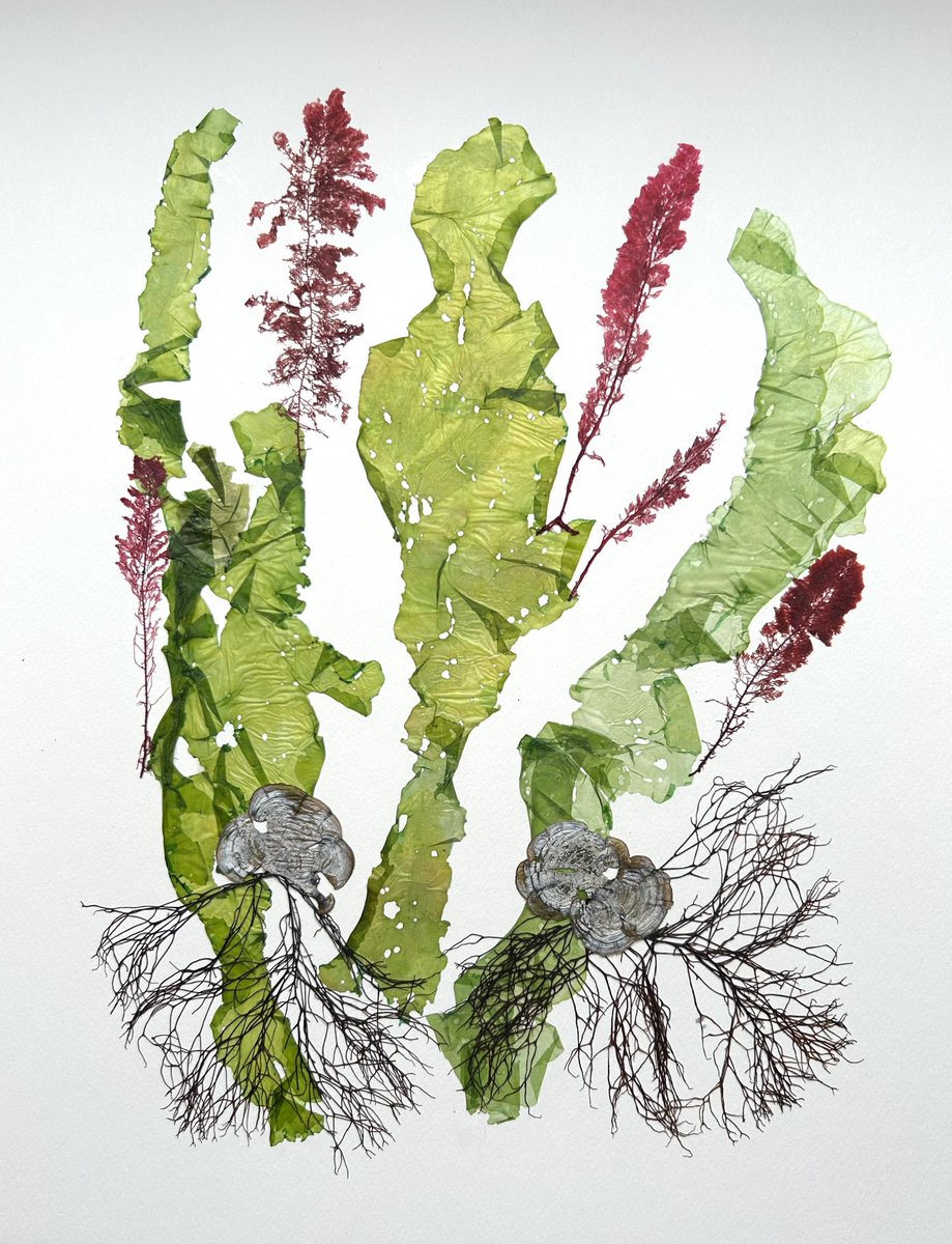 seaweedartwork's tweet photo. #seaweeds #algae #algues #pressedseaweeds #seaweedart #tableaudalgues #xmasgift favorgift for companies telayed with seaweeds https://t.co/2QPbIhb3H8