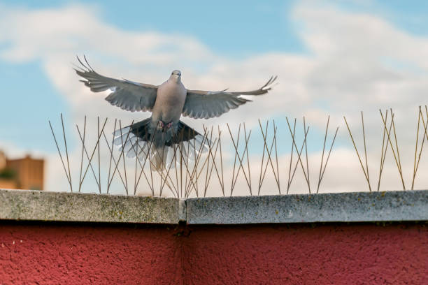 Best bird spikes installation service in kathmandu 
contact us : 9849939226/9851351073