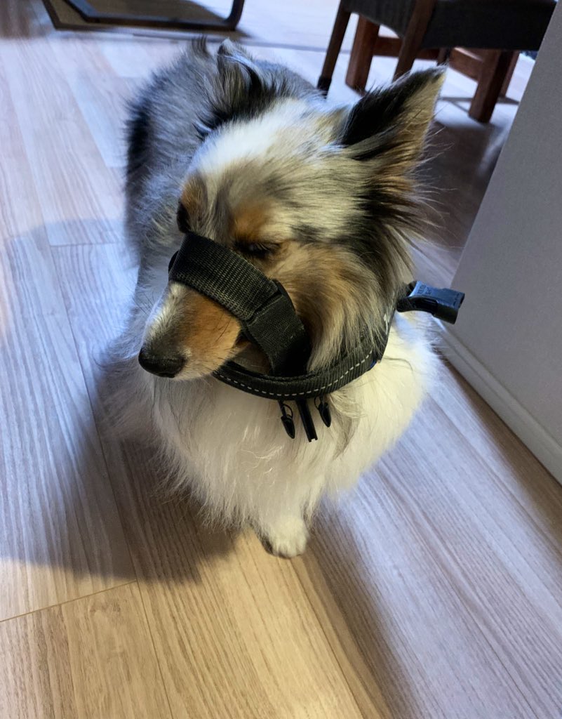 ButterTtttn's tweet photo. 犬、お散歩前にハーネス絡まっちゃってすごいしょんぼりしてた https://t.co/R6tJhwmcub