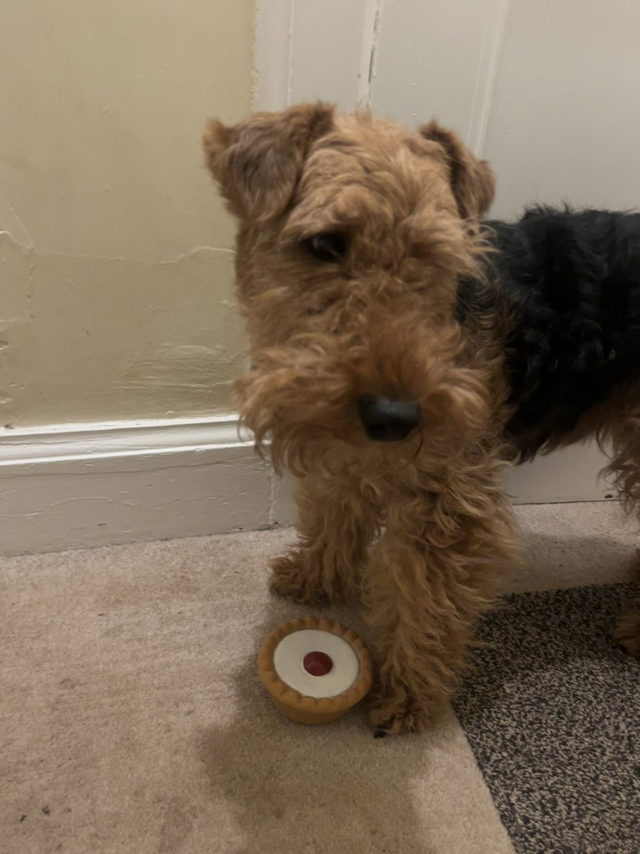 Bolhaus Terriers tweet media