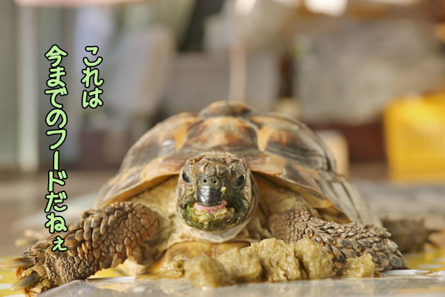 monaforevertoge's tweet photo. この間、話した
新しいフードを買ってみたの。
ㅤㅤ
先ずは
新しいフードから食べさせてあげたの
ㅤㅤ
食べてくれるかドキドキだったけど
一口食べたらパクパク食べてくれたのでうれしかったなぁ
ㅤㅤ
ビタミンD3が入っているのを
毎日あげていいか気になったんだけど
少量ならいいのかな https://t.co/P5W3h6VR18