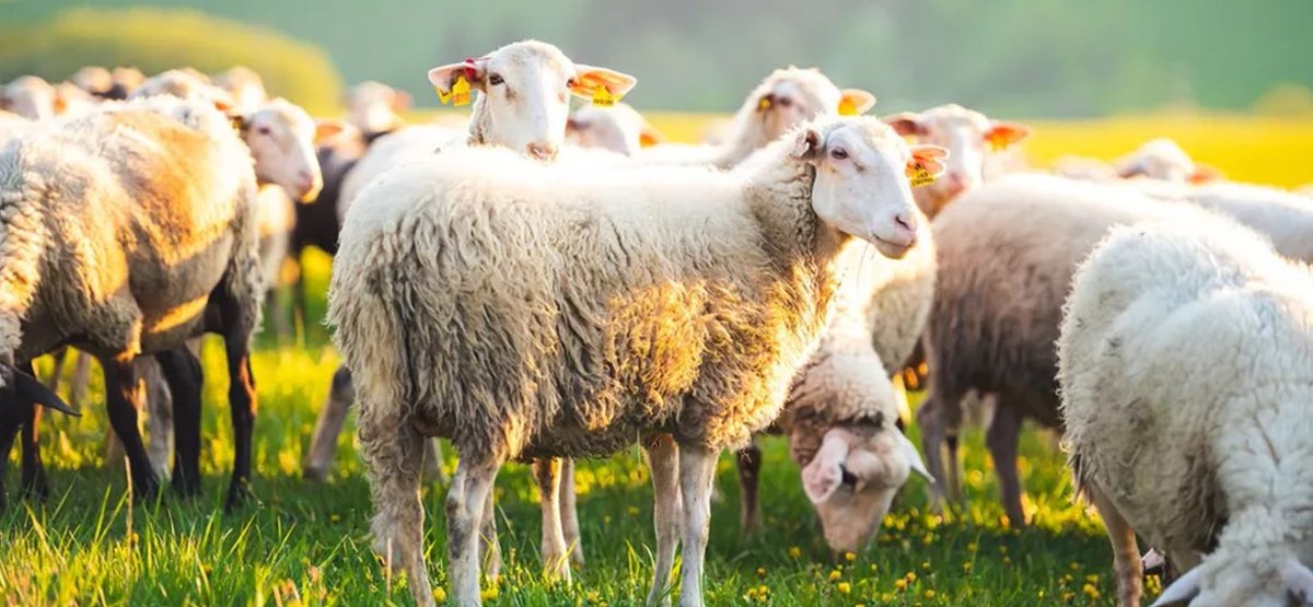 La Coopération Agricole Pôle Animal tweet media