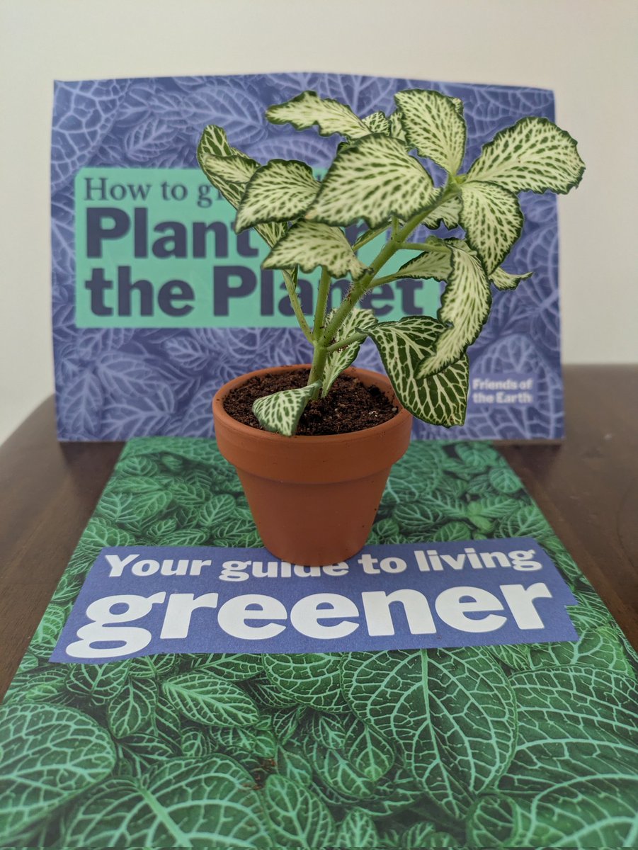 Thanks <a href="/friends_earth/">Friends of the Earth</a> for the house plant that just arrived today. 😎

It is an amazing plant for the planet gift idea too.

friendsoftheearth.uk/donate/plant-p…
