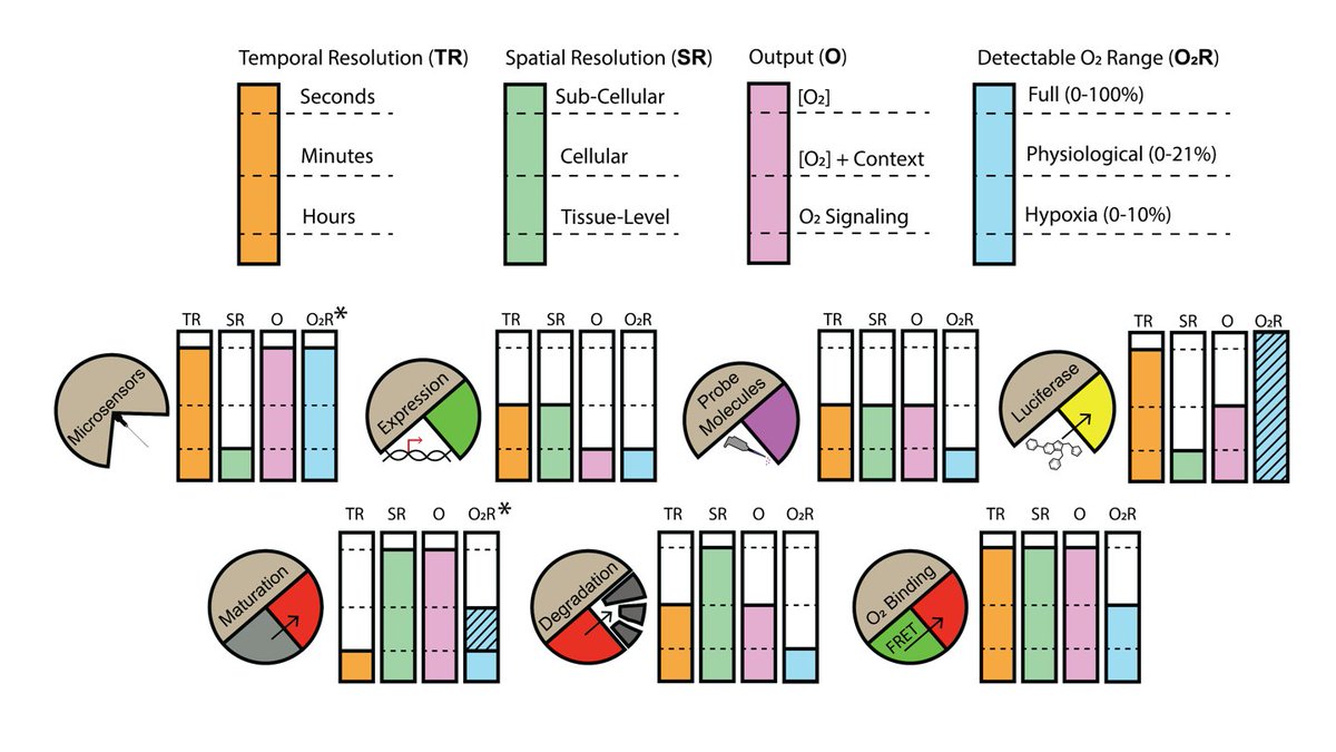 Check out our update on Tools to understand hypoxia responses in plant tissues in <a href="/PlantPhys/">Plant Physiology</a> Really enjoyed putting this together with <a href="/ole_flooding/">Ole Pedersen</a>
<a href="/schwarzland_lab/">Plant Energy Biology Lab</a> <a href="/g_panicucci/">Gabriele Panicucci</a> @s_lichtenauer. 👊👊We hope you will find it a useful starting point on your low oxygen journey🌱