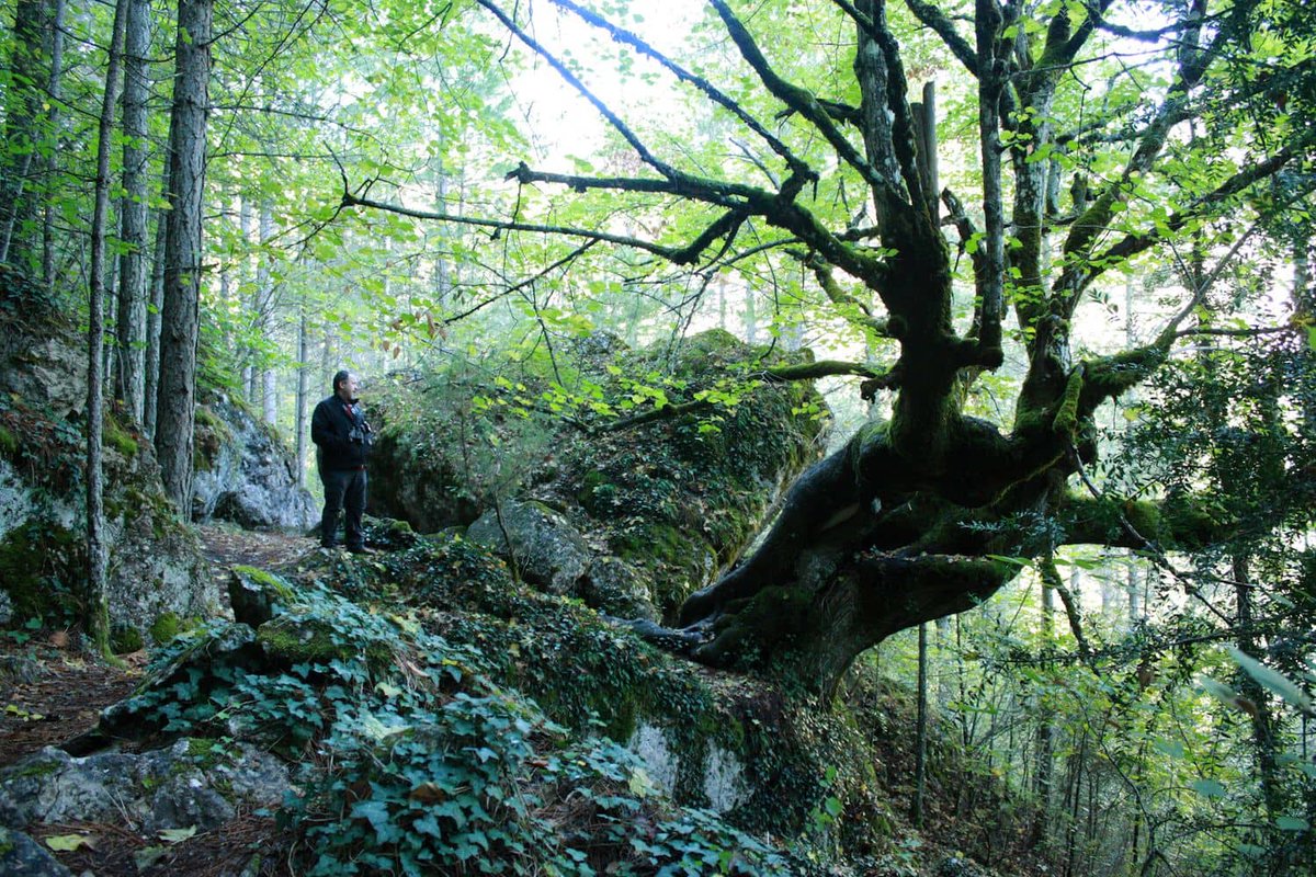 El domingo 1 de diciembre, dentro del programa Vive tu Espacio, ruta interpretada "Hoz de #Beteta - etnobotánica 🌿🍂en el corazón 🩷 de la #SerraníadeCuenca" 🏞️
Actividad gratuita para todos los públicos
Apúntate 👇
areasprotegidas.castillalamancha.es/rap/espacios-n…