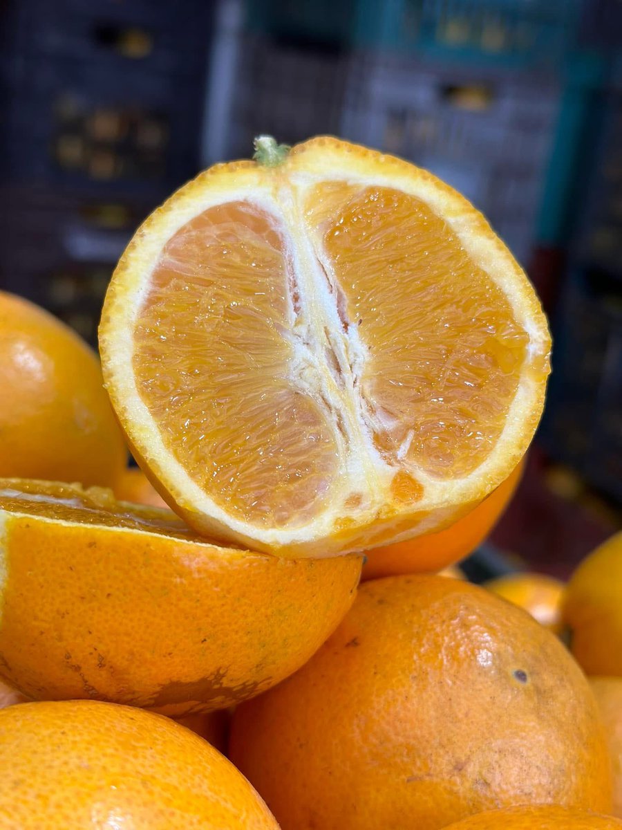 AbastoAsu's tweet photo. Disfruta del sabor y la vitamina C de nuestras naranjas.🍊🍊🍊
¡Perfectas para un desayuno saludable o un snack energético!

¡No te pierdas la oportunidad de llevar un poco de sol y sabor a tu mesa!

Te esperamos ☺️
#Naranjas #MercadoDeAbasto #Frescas #Saludables #Deliciosas https://t.co/PTk9thRZxy