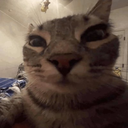 catbop tweet media