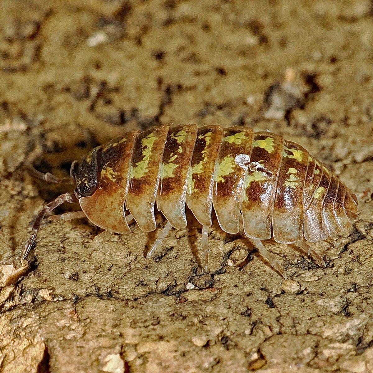 Possibly the most colourful one seen in the garden &amp; spotted pottering about on the house wall yesterday - what we think is a Southern Pill Woodlouse (Armadillidium depressum)? <a href="/britishmigroup/">BMIG</a>