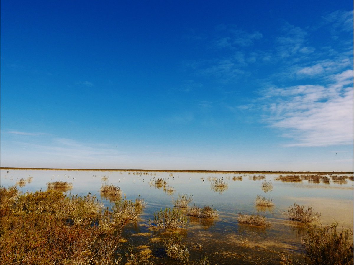 spanish_nature's tweet photo. So much work being undertaken by 'Guadalquivir &amp; Doñana Marshes Alliance' to restore wetlands and these will be of enormous benefit to birds and other fauna and flora in the region of Andalusia. https://t.co/7VJ1bqUqqO