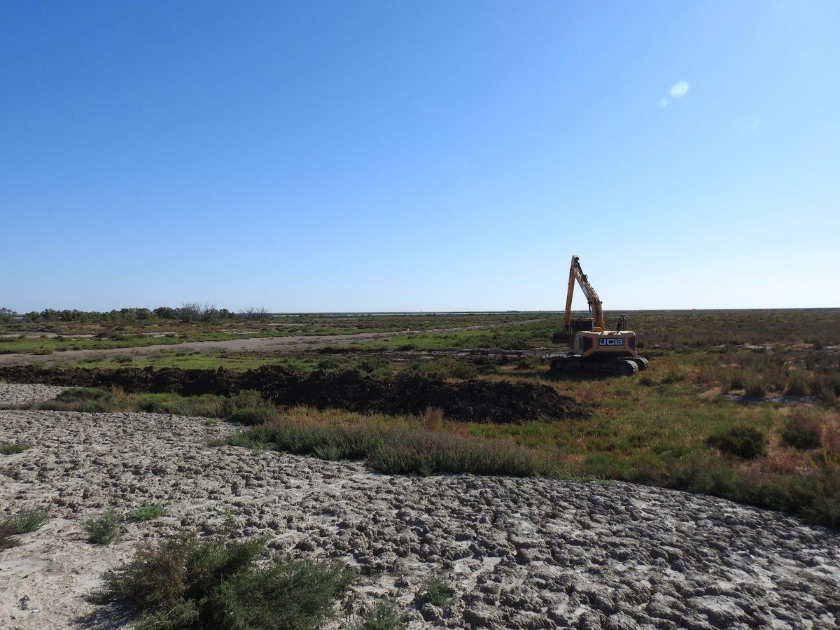 spanish_nature's tweet photo. So much work being undertaken by 'Guadalquivir &amp; Doñana Marshes Alliance' to restore wetlands and these will be of enormous benefit to birds and other fauna and flora in the region of Andalusia. https://t.co/7VJ1bqUqqO