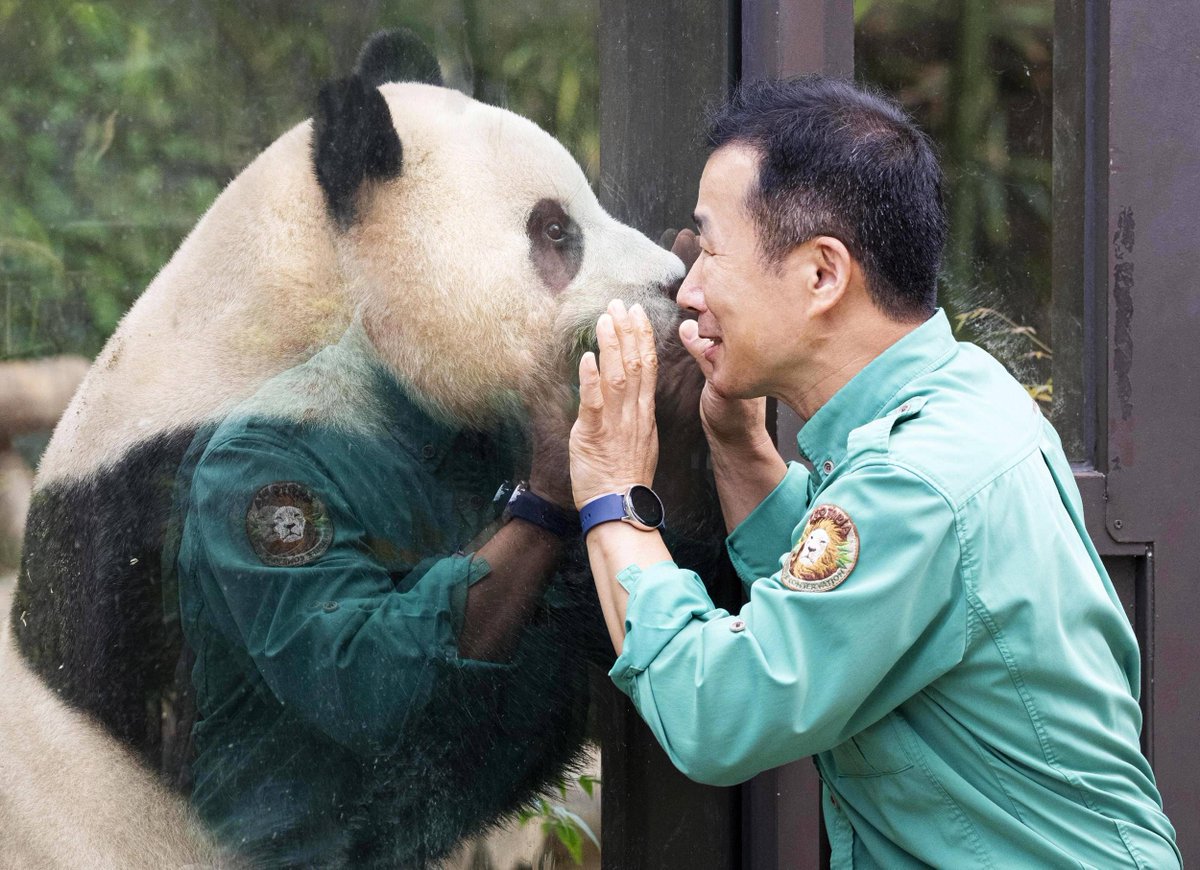 FU8A0's tweet photo. Hello, I'm Fu Bao, the first giant panda born in South Korea on July 20, 2020, at Everland Resort's Panda World. 
My name means "lucky treasure". 
In April 2024, I returned to China's Sichuan Province, my ancestral homeland, to join conservation and breeding programs. https://t.co/PouGfWLE5G