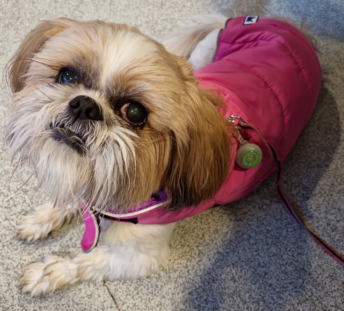I have good news. My latest ulcer has totally healed. Hoos &amp; vetty are delighted. I have to come back in January for a check up. I also have to have 2 types of drops each day for extra moisture and protection. 
Right, I've been promised a sausage... where is it, please?