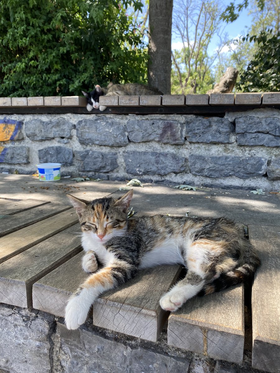 Tory_Steller's tweet photo. Помимо этого, это достойное и душевное место для жизни, которое останется в памяти крутыми местами, рассветами и закатами, водными прогулками по Босфору, уютными уличными котами и локальным колоритом на улицах и в городских парках в любое время года https://t.co/OEhuzpY2e8