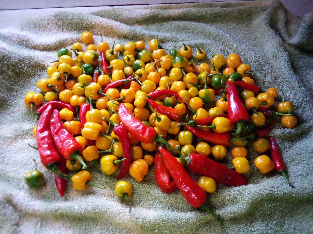 burntfry90's tweet photo. Final pepper harvest of the year. https://t.co/CJR3w5IeYD