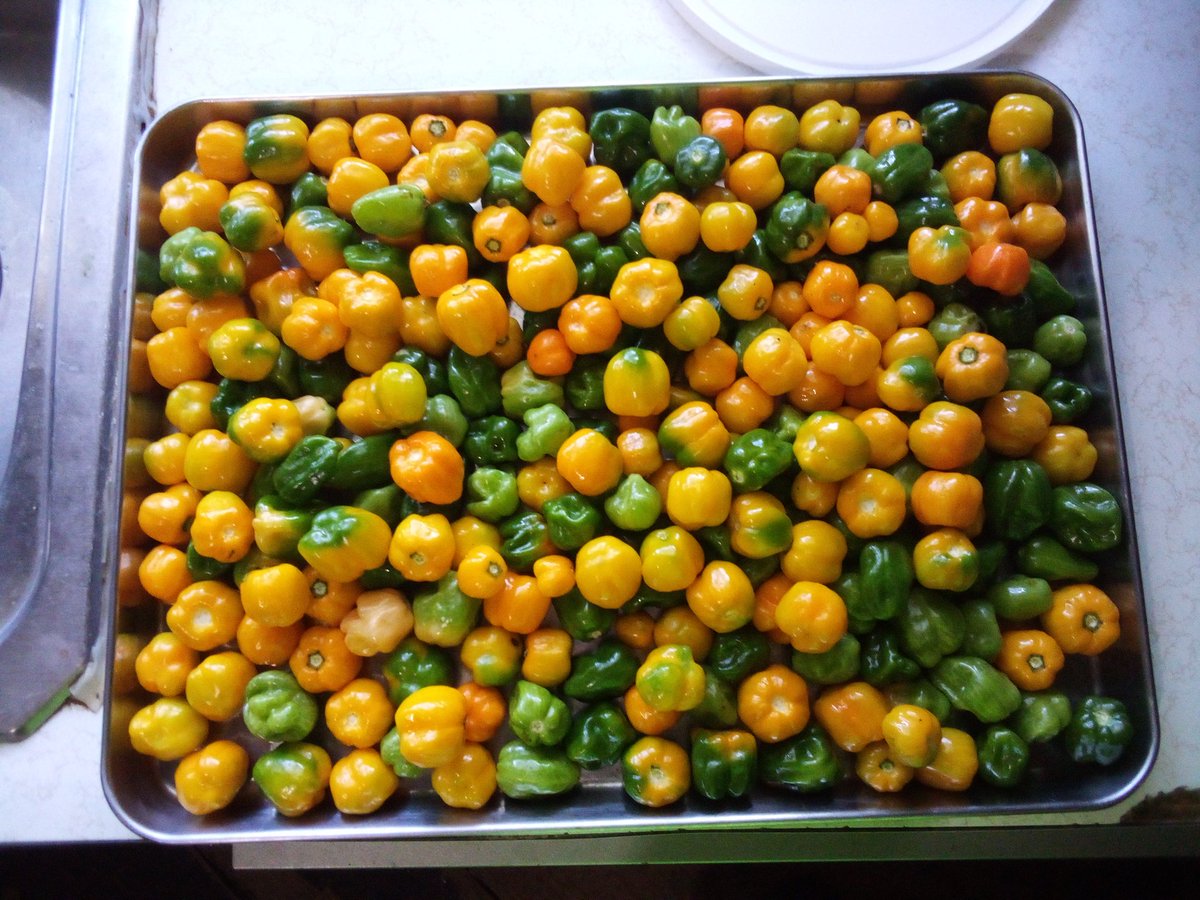 burntfry90's tweet photo. Final pepper harvest of the year. https://t.co/CJR3w5IeYD