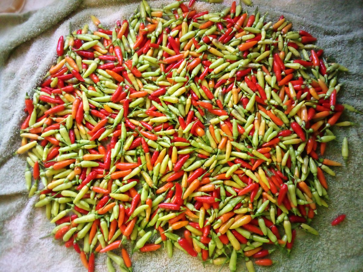 burntfry90's tweet photo. Final pepper harvest of the year. https://t.co/CJR3w5IeYD
