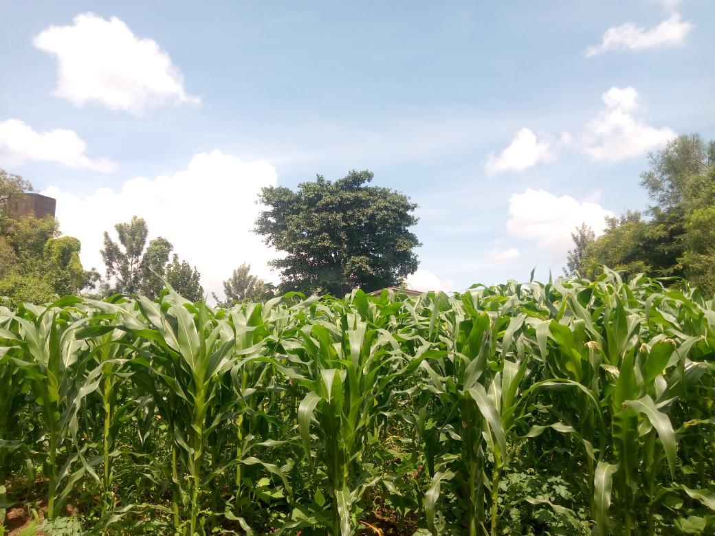 #kirundo 
Zone kirundo Aho kumutumba wa Windora haboneka ibiterwa bisa neza aho twihweje Dusaba Rugiravyose akomeje kuduha ikirere ciza kirundo igiye gusubira kuba ikigega cigihugu uno mwaka   Yambono yakazoza 2040-2060  Bibonekako tugiye kuyishikako