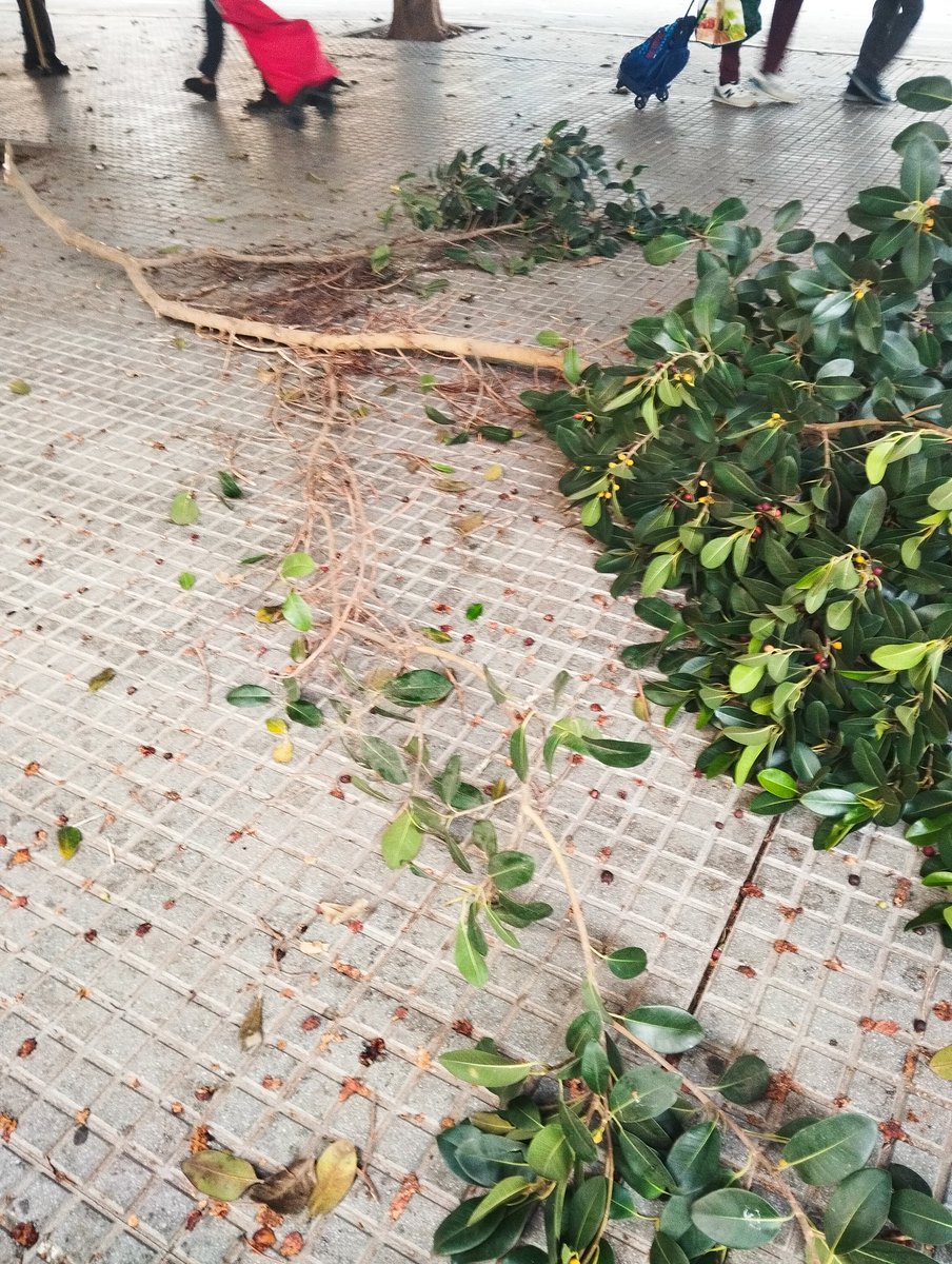 HuelinTV's tweet photo. @parquesyjardin nos reportan fotos de ramas de grandes dimensiones caídas junto a la salida del colegio San Manuel en calle Ingeniero José María Garnica. Últimamente  pasa mucho. Nos dicen que los árboles llevan varios años sin podar y los padres ven peligro en la zona. https://t.co/kcg80J4i6N